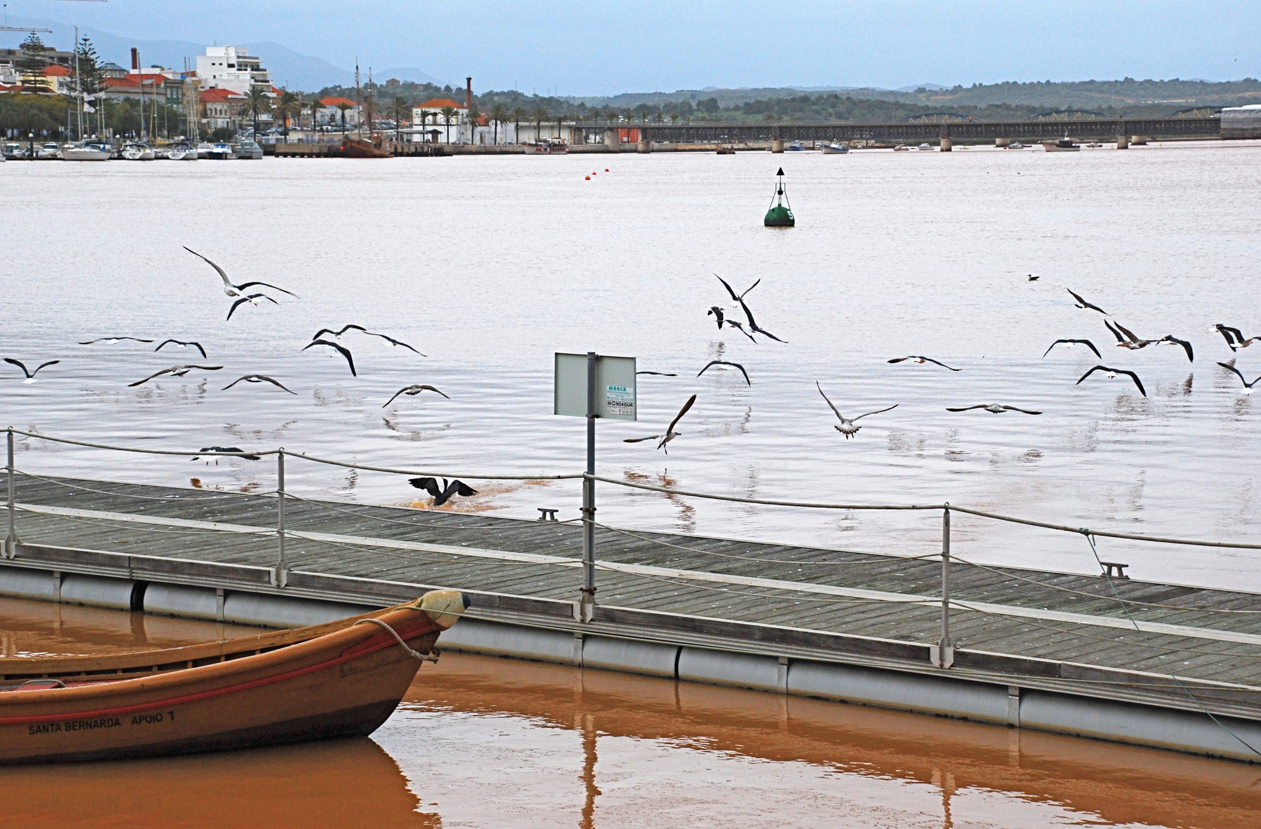 Aves junto ao rio Arade, em Portimão